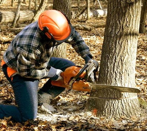 Tree Removal in Pierce, TX